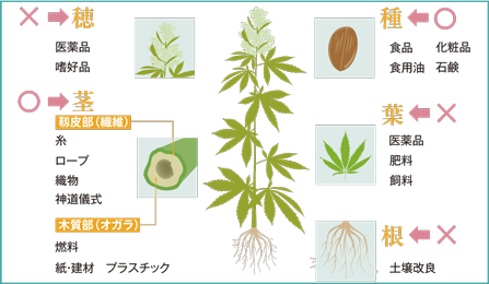 CBDは薬用植物アサの成分の一種です